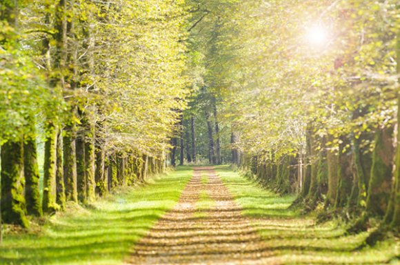 Professionnel pour le nettoyage et l’entretien de sentier forestier à Besançon 