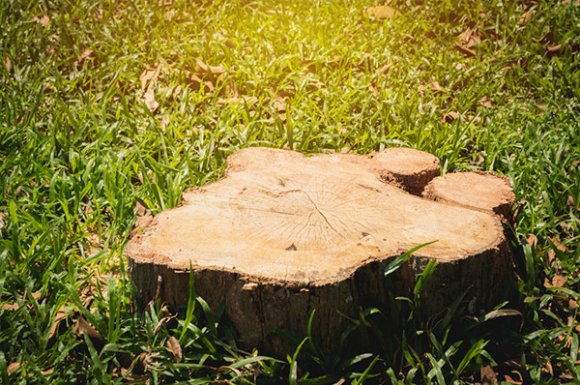 Professionnel pour le rognage de souche dans un jardin de particulier à Besançon 