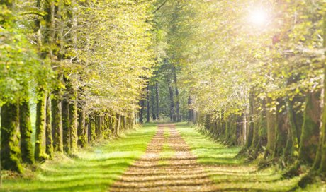 Professionnel pour le nettoyage et l’entretien de sentier forestier à Besançon 