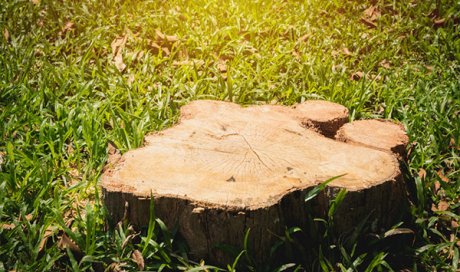 Professionnel pour le rognage de souche dans un jardin de particulier à Besançon 